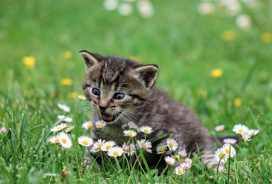 Katt Katt